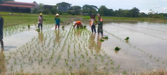 
					Dukung Percepatan Luas Tambah Tanam, Babinsa Ramil 1409-06/Bajeng Aktif Dampingi Petani Tanam Padi