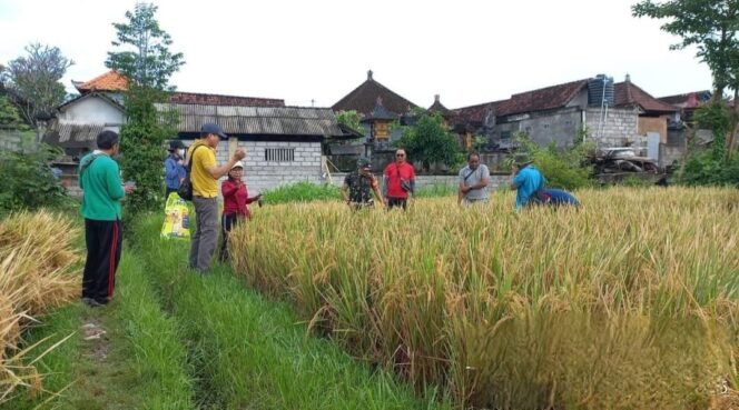 
					Upaya Tingkatkan Produktifitas Pertanian, Babinsa Tihingan Dampingi Pengubinan