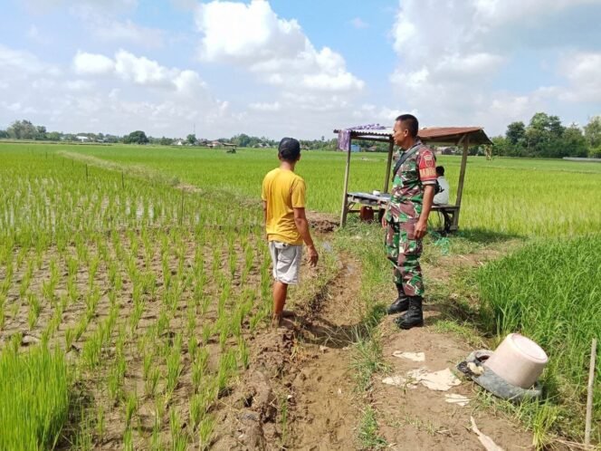 
					Melalui Komsos, Babinsa Koramil 1426-07/Pattallassang Jalin Keakraban Dengan Para Petani