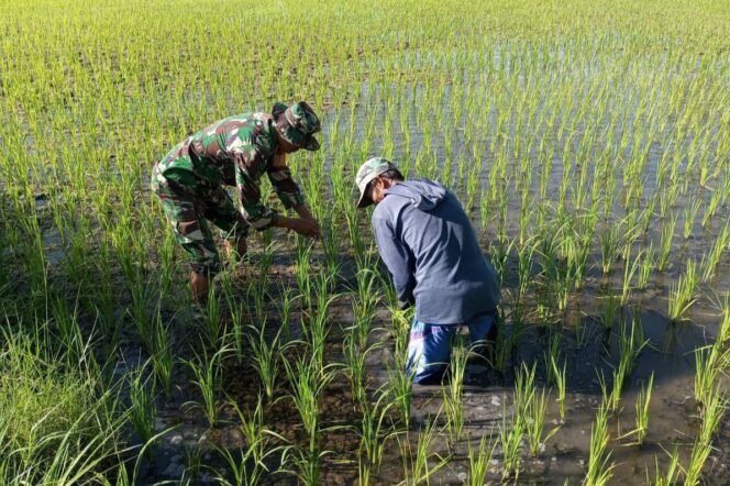 
Babinsa Koramil 1425-01/Binamu Pendampingan Kepada Petani, Tingkatkan Ketahanan Pangan dan Kesejahteraan Petani