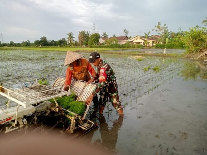 
Menggunakan Alat Mesin, Babinsa Dampingi Petani Tanam Padi