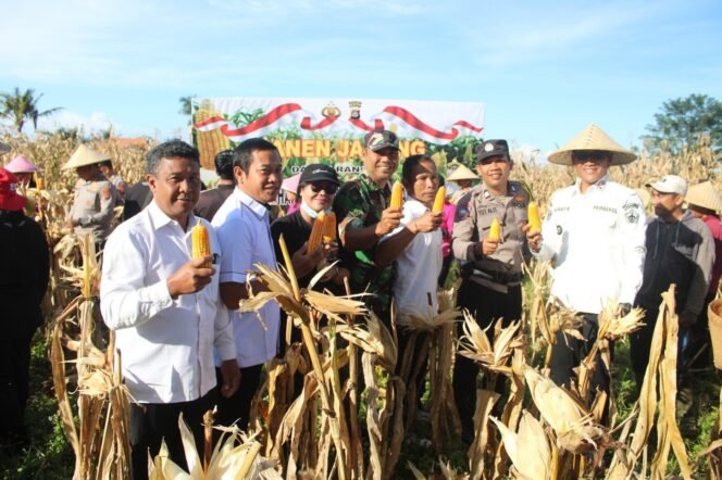 
					Babinsa Desa Landih Hadiri Panen Jagung Variates Lokal Dalam Rangka Program Ketahanan Pangan Polres Bangli 2025