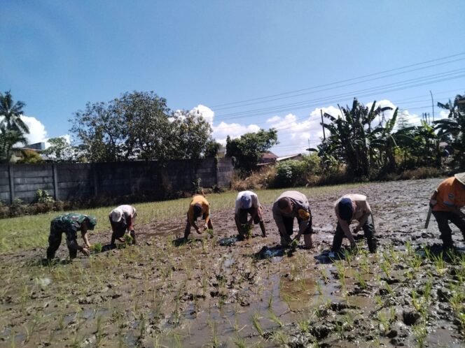 
					Tingkatkan Ketahanan Pangan, Babinsa Kolaborasi Binmas Bantu Petani Tanam Padi