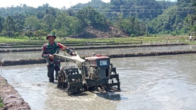 
					Koptu Aris Tangdiesak, Babinsa Koramil 1307-02/Pamona Puselemba Dampingi Pengolahan Sawah Warga di Desa Saojo