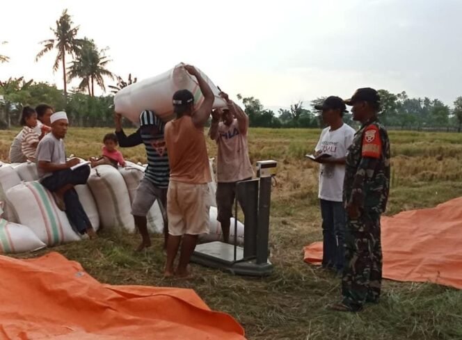 
					HPP Rp 6.500/Kg, Kesejahteraan Petani Gabah Meningkat di wilayah Koramil 1614-03/Hu’u