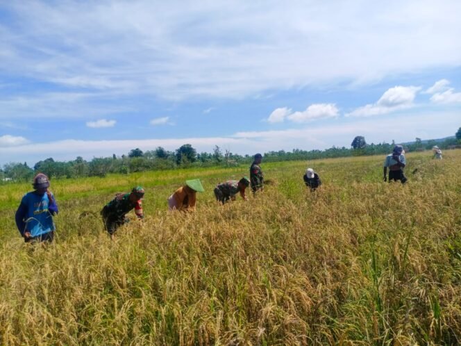 
					Tidak Kenal Hari Libur, Babinsa Masni Bantu Para Petani Panen Padi
