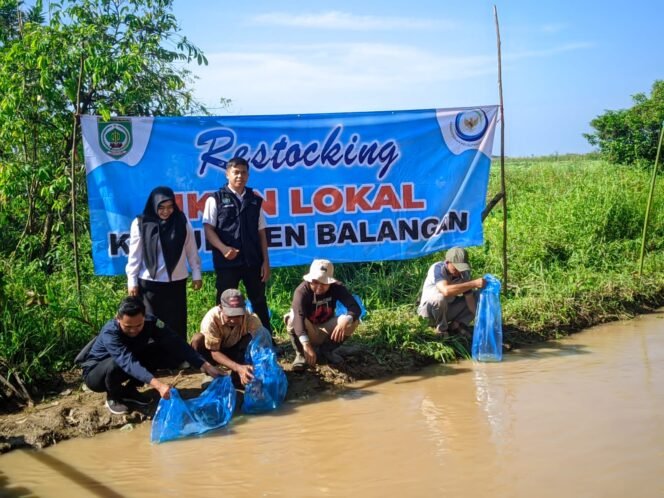 
					Upaya Pelestarian Ikan Lokal: 26.000 Benih Ikan Betok Dilepas di Sungai Balangan