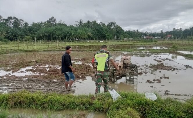 
					Bantu Bajak Sawah, Babinsa Koramil 11/WT Dukung Progam Ketahanan Pangan Nasional