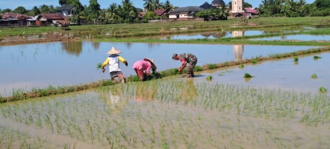 
Babinsa Koramil 01/Jaya Serka Teguh Dampingi Warga Binaan dalam Upaya Ketahanan Pangan di Pasar Lamno