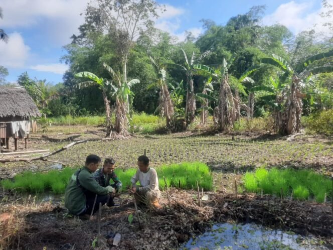 
Babinsa Koramil 1001-07/Amuntai Tengah Dampingi Petani Cegah Hama Padi