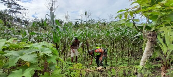 
Bukan Cuma Jaga Keamanan, Babinsa Setia Bakti “Turun Gunung” ke Sawah, Wujudkan Jagung Panen Raya!