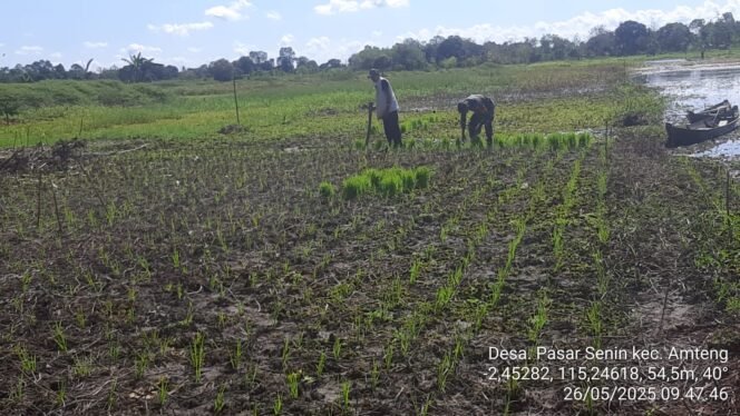 
					Pendampingan Tanam Padi oleh Babinsa: Upaya Meningkatkan Ketahanan Pangan di Hulu Sungai Utara
