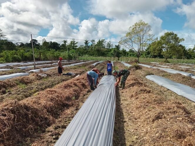 
SATGAS TMMD 124 KODIM 1710/MIMIKA BERSAMA POKTAN NOKEN NAENA TERUS KEJAR TARGET PENANAMAN DI LOKASI PEMBUKAAN LAHAN TIDUR