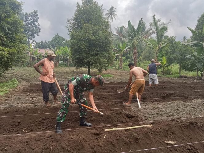 
					Babinsa Koramil 1508-02 Galela Dorong Produktivitas Pertanian di Desa Binaan