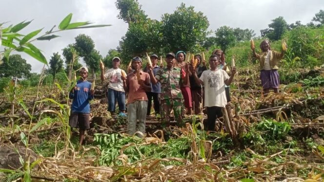 
					Peran Aktif TNI di Omesuri Dalam Sektor Pertanian.