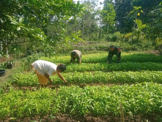 
					Babinsa Koramil 01/Loli Kunjungi Petani Sayur di wilayah