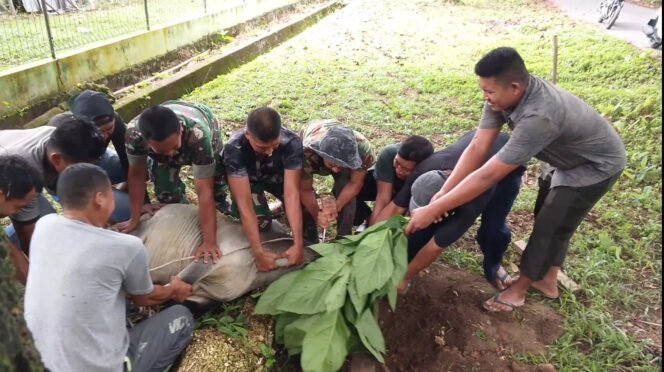 
Kodim 0114/Aceh Jaya Gelar Pemotongan Hewan Qurban, Pererat Kebersamaan di Hari Raya Idul Adha 1446 H