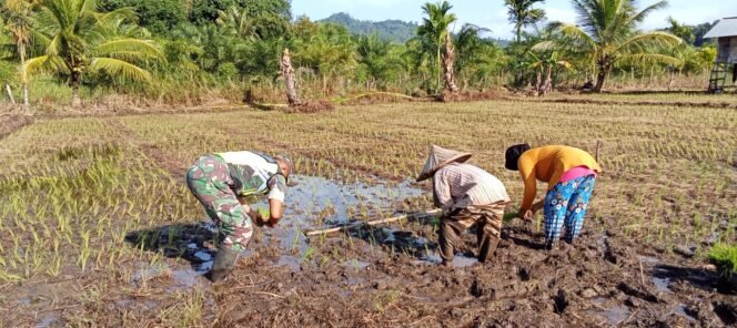 
Babinsa Koramil 03/Setia Bakti Dampingi Kelompok Tani Gunung Jaya dalam Penanaman Padi di Aceh Jaya
