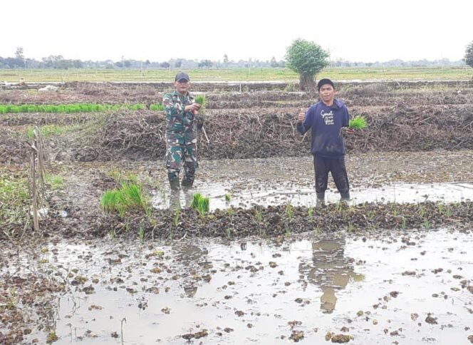 
					Babinsa Kodim 1001/HSU-BLG Dampingi Petani Tanam Padi, Wujudkan Ketahanan Pangan Nasional