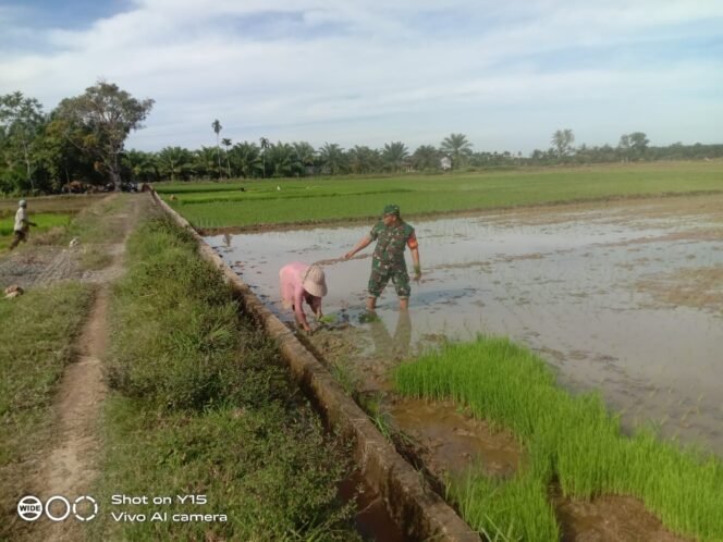
					‎Babinsa Koramil Woyla Barat Bantu Petani Tanam Padi di Bawah Terik Matahari