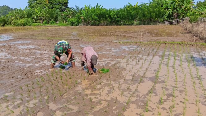 
					Babinsa Pasie Raya Pantau Perkembangan Jagung Kelompok Tani, Dukung Ketahanan Pangan Desa