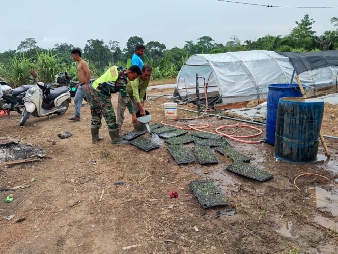 
					Tingkatkan Semangat Petani, Babinsa Koramil 02/Woyla Turun Langsung Bantu Siram Bibit Tanaman Semangka yang Baru Tumbuh pada Tahap 3 Minggu Penyemaian