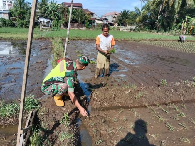 
					Babinsa Mendampingi Petani dalam Mengecek Tanaman Padi di Desa Binaannya