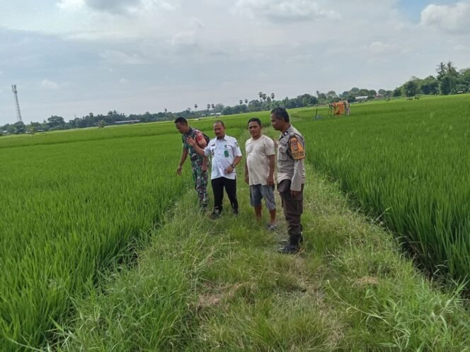 
					Babinsa Koramil 1426-07/Pattallassang Bersama Bhabinkamtibmas dan Lurah Pantau Tanaman Padi