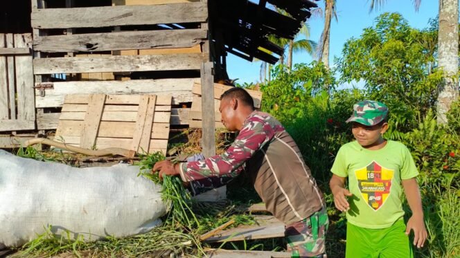 
Anggota Satgas TMMD Reguler ke-124 Bantu Warga Beri Makan Ternak Kambing