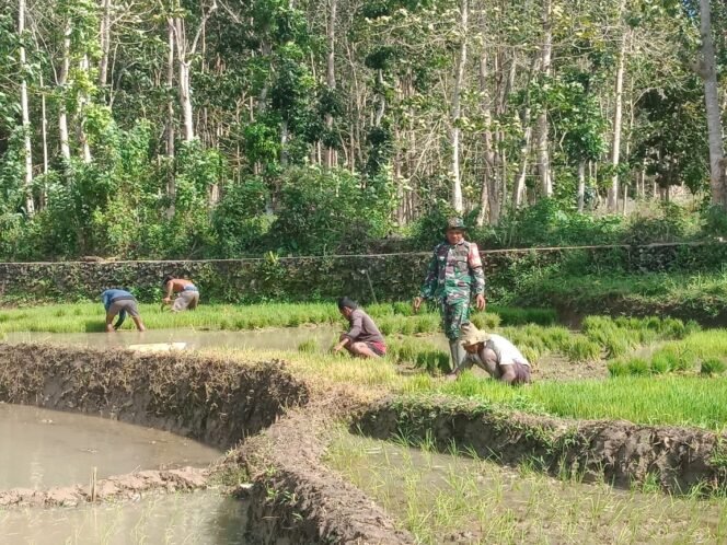 
					Babinsa Joakim Da Costa Bantu Warga Cabut Bibit Padi di Desa Bina Mora
