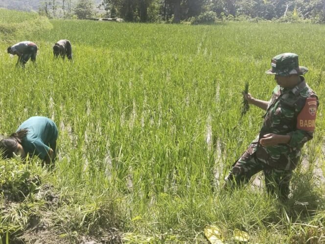 
					Babinsa Dampingi Petani Cabut Rumput Liar di Lahan Padi
