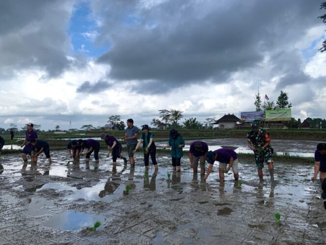 
Babinsa Keliki Dukung Gerakan Tanam Padi Serentak se-Bali di Tegallalang
