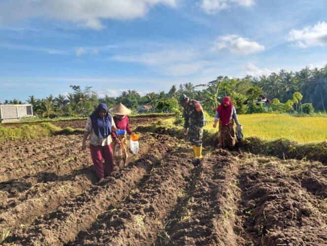 
					Dukung Program Pemerintah, Babinsa Bersama Poktan Tanam Jagung Bersama