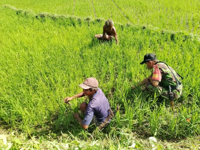
Babinsa Koramil Walakaka Komsos Tentang Ketahanan Pangan di Sawah Watukarere