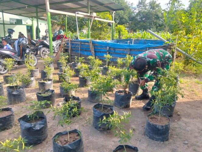 
Pekarangan Kantor Jadi Lahan Produktif, Piket Koramil 1426-07/Pattallassang Rutin Merawat Tanaman