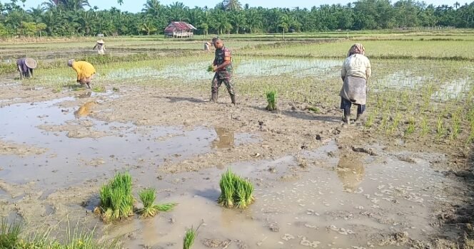 
					Babinsa Serda M. Hasan Turun Langsung Bantu Petani di Gampong Baro Patek, Tingkatkan Semangat Swasembada Pangan Aceh Jaya