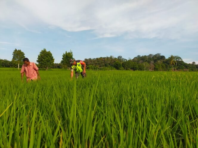 
					‎Babinsa Koramil 0105-10/Woyla Barat Tingkatkan Hasil Panen Padi di Desa Monpasong