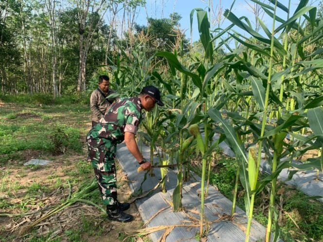 
					Dukung Ketahanan Pangan, Babinsa Koramil 1010-03/Tapsel Dampingi Panen Jagung Manis