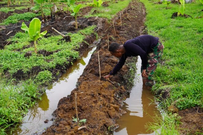 
					Integrated Farming System Korem 012/TU Hasilkan Semangka Berkualitas