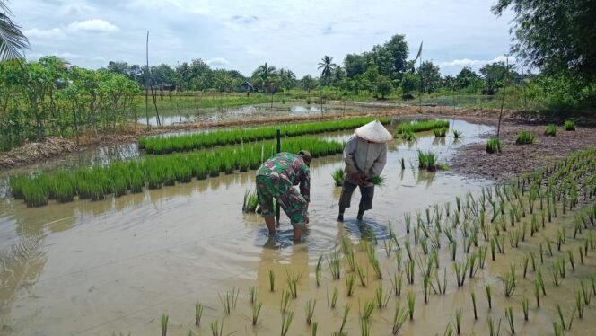 
					Babinsa dan Petani Bersinergi dalam Penanaman Padi untuk Mendukung Ketahanan Pangan