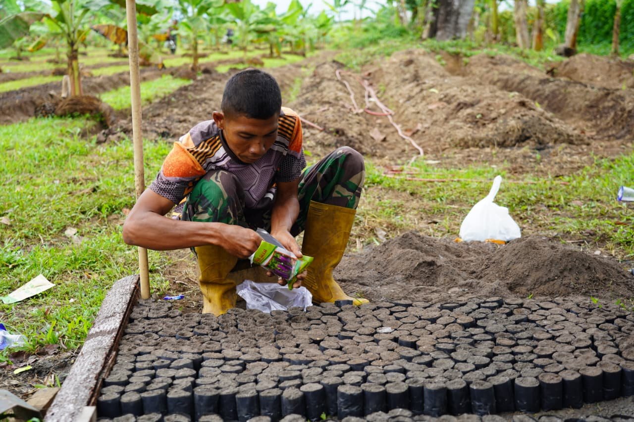 Korem 012/Teuku Umar Manfaatkan Lahan 40 Hektare, Tanam Terong Hijau untuk Ketahanan Pangan