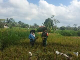Sinergi TNI dan Petani, Babinsa Koramil 01/Bangli Ikut Panen Padi di Subak Jero