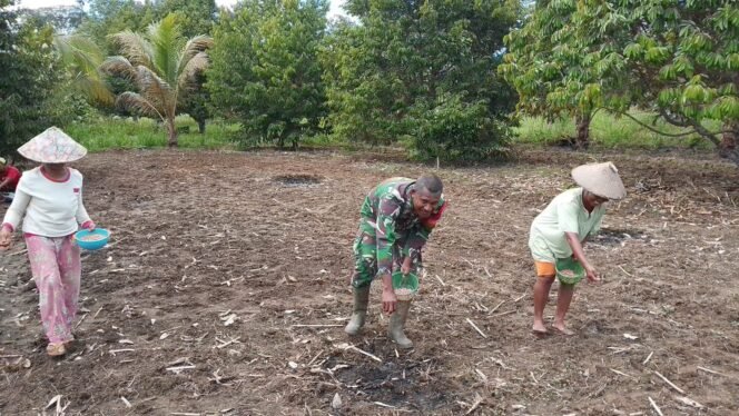 
					Penuh Semangat, Babinsa Kwatisore turun langsung membantu masyarakat menanam bibit jagung
