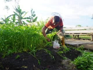 Prajurit Korem 012/TU Panen Kangkung, Berkontribusi pada Ketersediaan Pangan dan Ekonomi