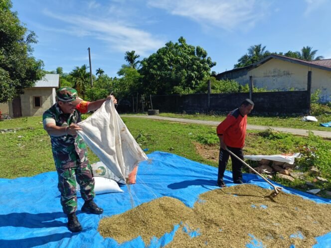 
					Babinsa Pos Ramil Darul Hikmah Bantu Warga Ujong Rimba Olah Padi, Wujud Kemanunggalan TNI-Rakyat