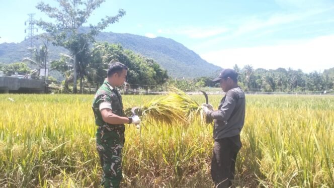 
					TNI AD Dukung Ketahanan Pangan: Babinsa Turun ke Sawah Bantu Petani