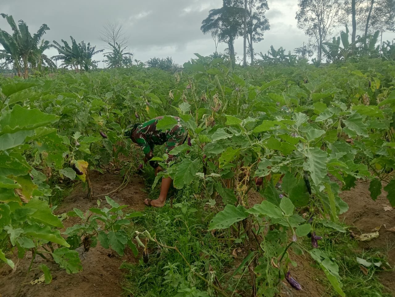 Korem 012/TU Dukung Ketahanan Pangan Nasional melalui Pembinaan Pertanian