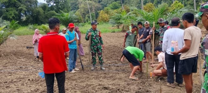 
					Babinsa Kodim 1412/Kolaka Dampingi Petani dalam Penanaman Jagung di Kelurahan Sanggona Kecamatan Uluiwoi
