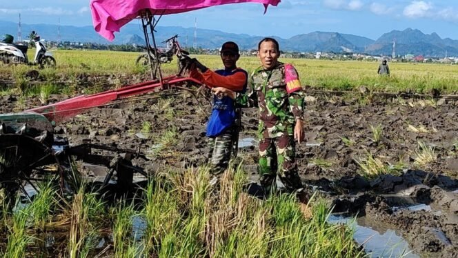 
					Percepat Proses Tanam, Babinsa Desa Sereang Bantu Petani Bajak Sawah