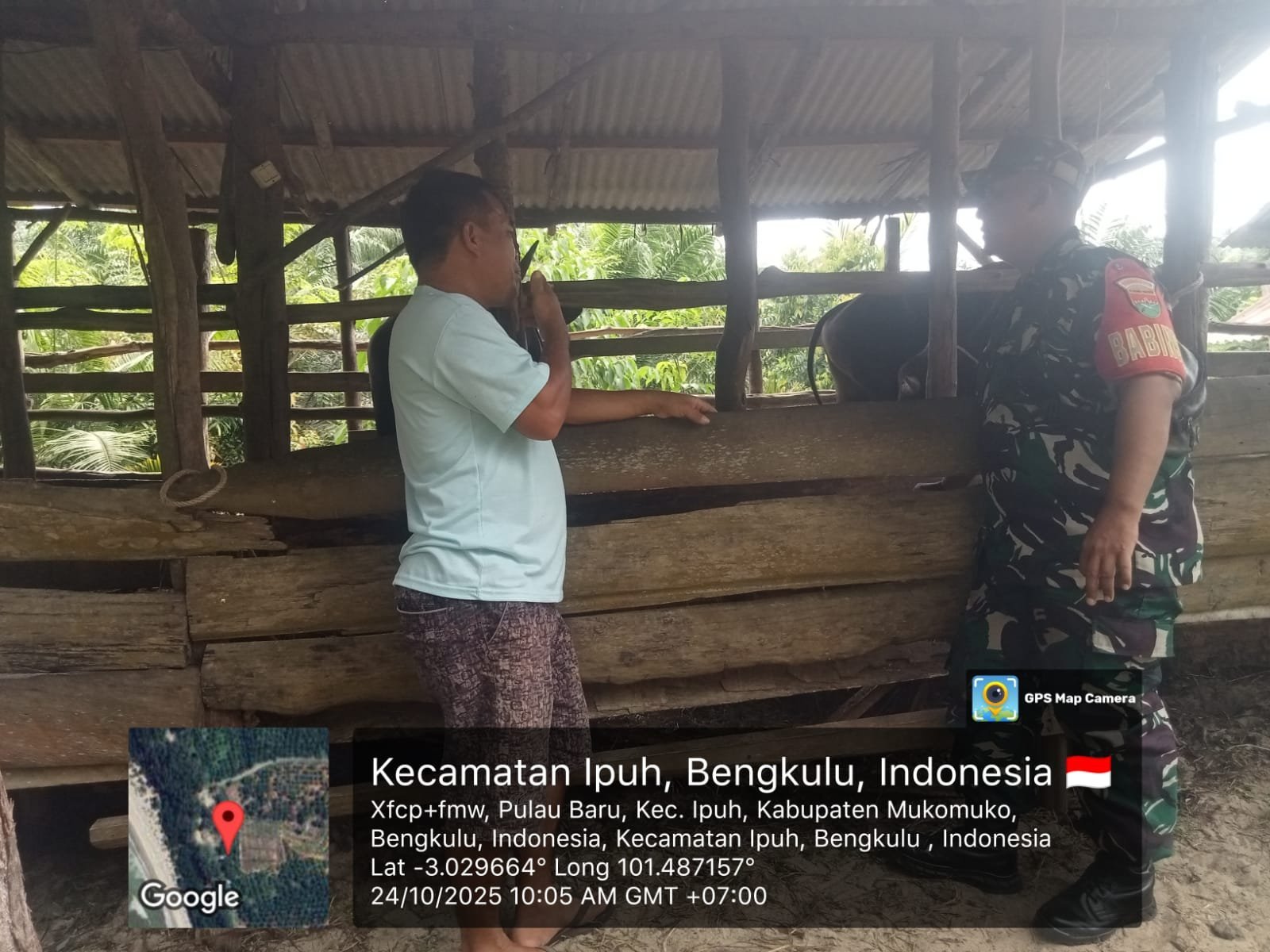 Dukung Han Pangan Bidang Peternakan Sapi, Kodim 0428/MukoMuko Dampingi Peternakan Sapi, Desa Pulau Baru, Kab. MukoMuko